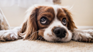 Veterinární správa spustila databázi ztracených psů