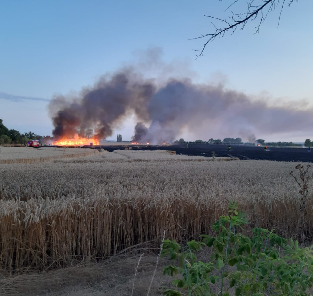 Při požáru pole na Kutnohorsku shořelo 53 hektarů obilí